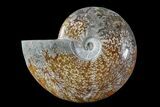 Polished Ammonite (Cleoniceras) Fossil - Madagascar #166398-1
